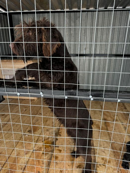 Щенок дратхаара 7 месяцев