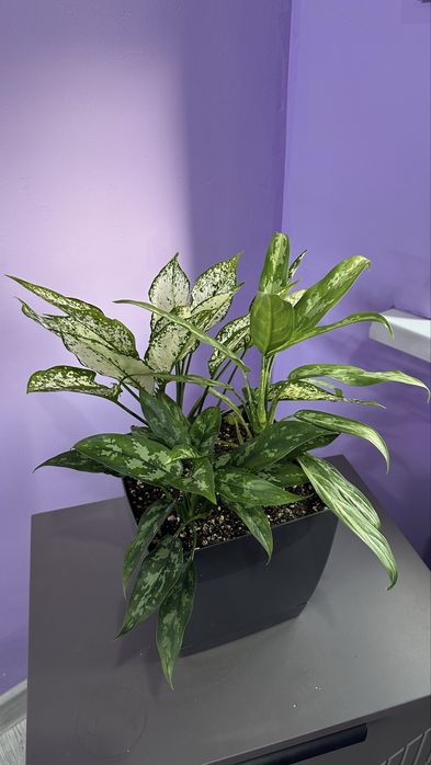 Аглоанема, ухоженные