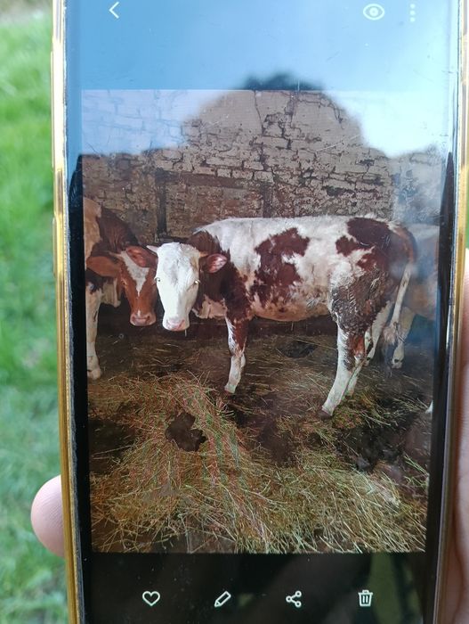 Juninci  de vânzare