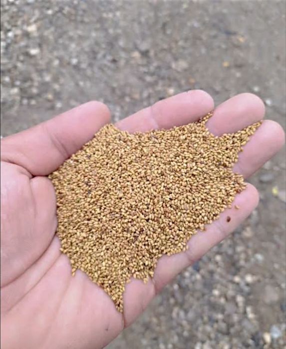 Sămânță de lucerna Letizia