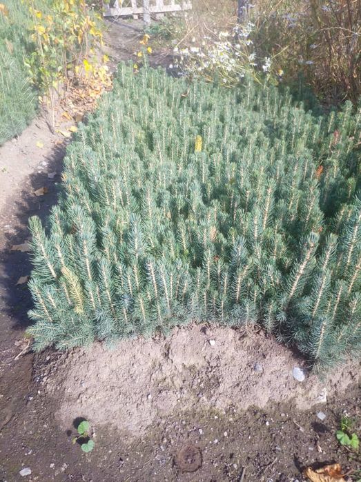 Сосна крымская 20-30  голубые ели