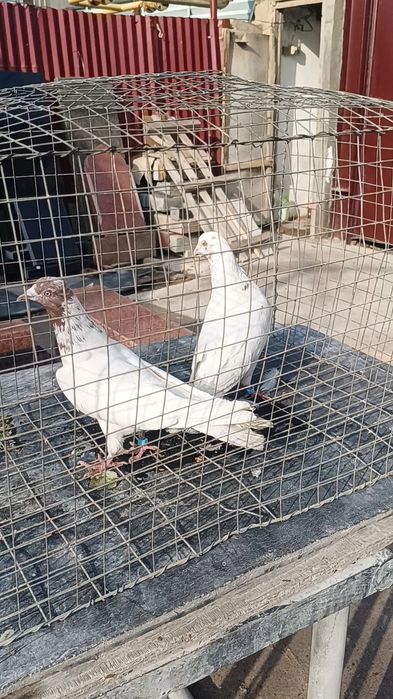 Голуби гульвадамы пара