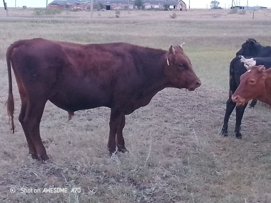 Продам бычков 21 голов