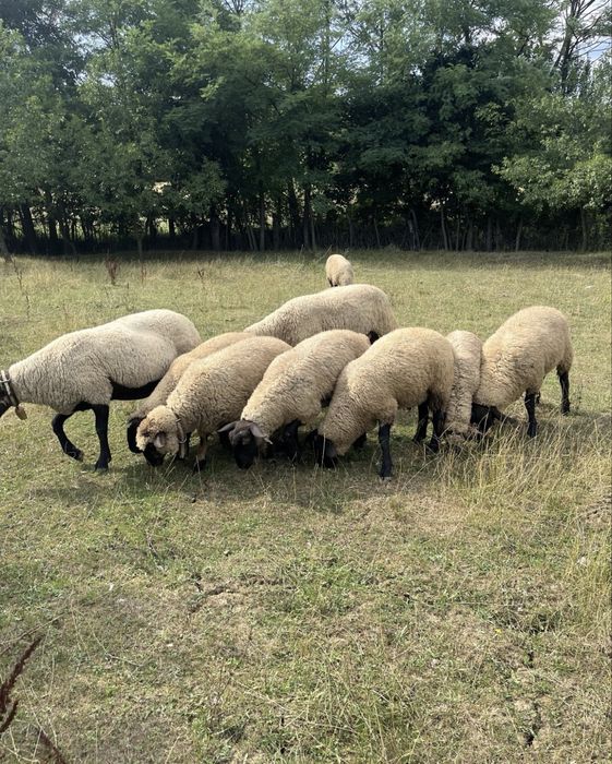 Vând berbecuți Suffolk