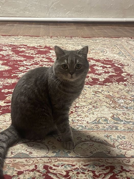 Отдам кошку породы скоттиш фолд