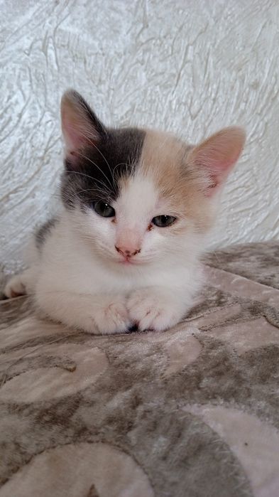 Отдам в добрые руки котят девочку и мальчика
