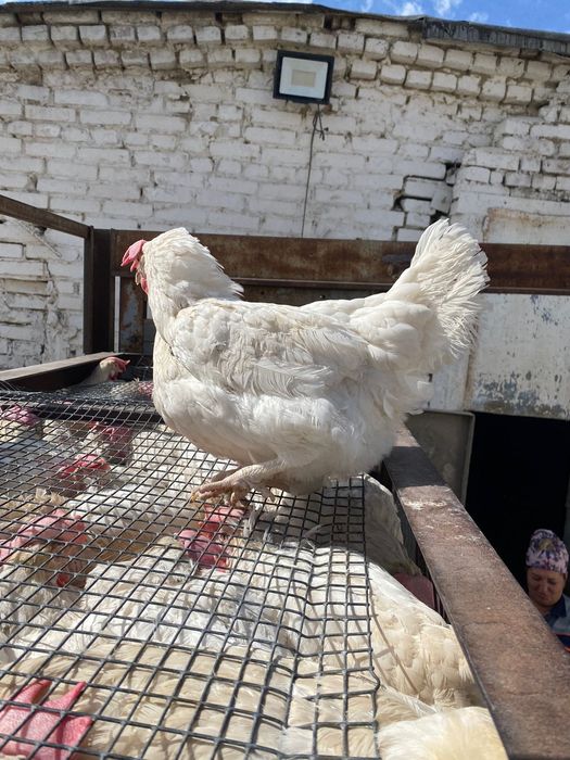 Куры несушки легорны