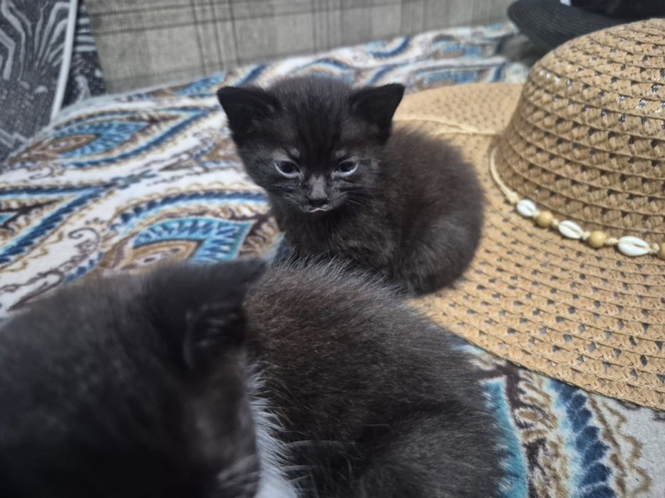 Отдаю бесплатно котят