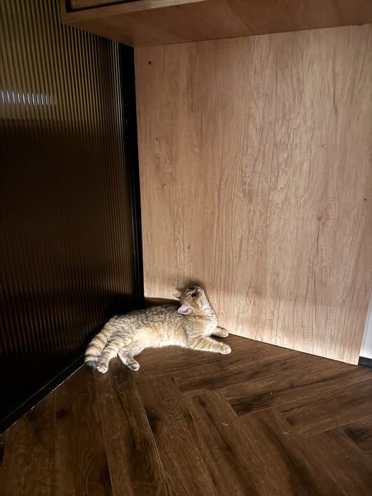 Котенок шиншилла 3 месяца