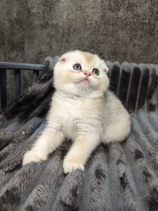 Pisoi Scottish Fold golden chinchilla