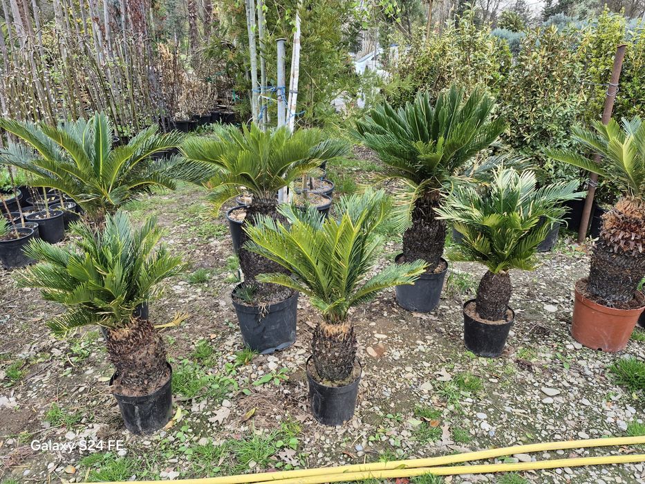 Magnolia  grandiflora