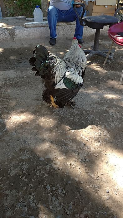 Tukli mushuklar porno bilan etuk ayollar