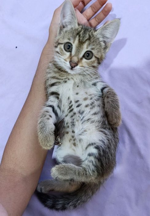 Домашние котята ищут любящих хозяев