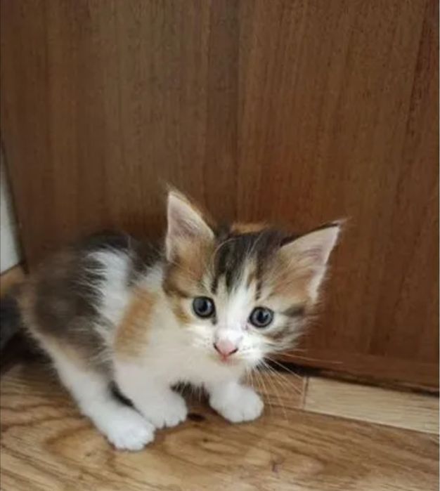 Котята трехцветки