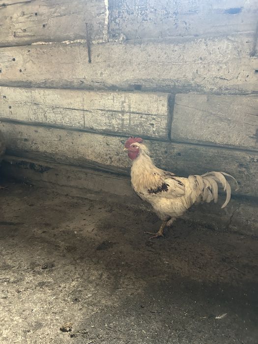 Петухов продам молодые