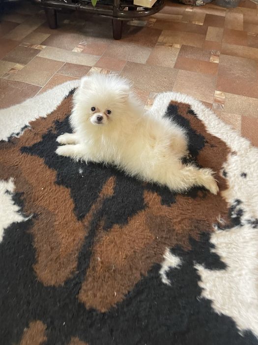 Щенки шпица