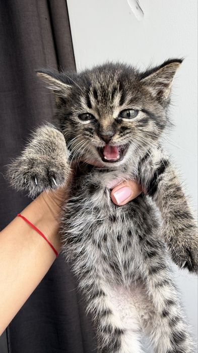 Отдам котенка в дар