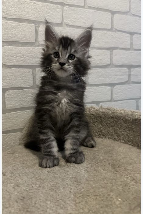 Котики!! Мейн-Кун!! Продажа!!