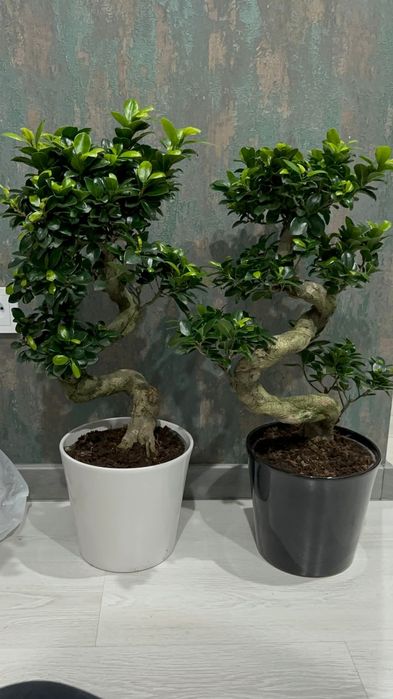 Дерево миллионера- Бонсай