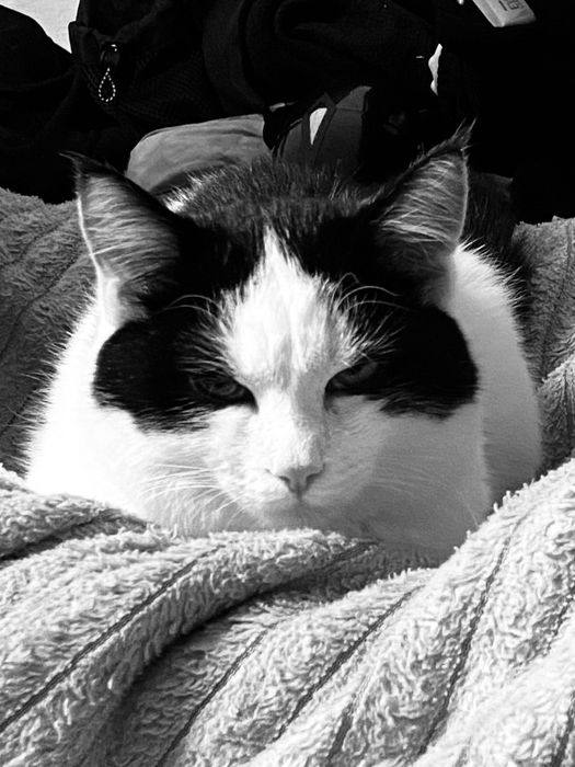 отдаю кота в добрые руки