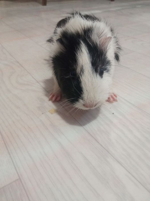 Морские свинки..