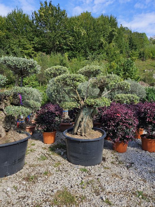 Măslini seculari calitate extra