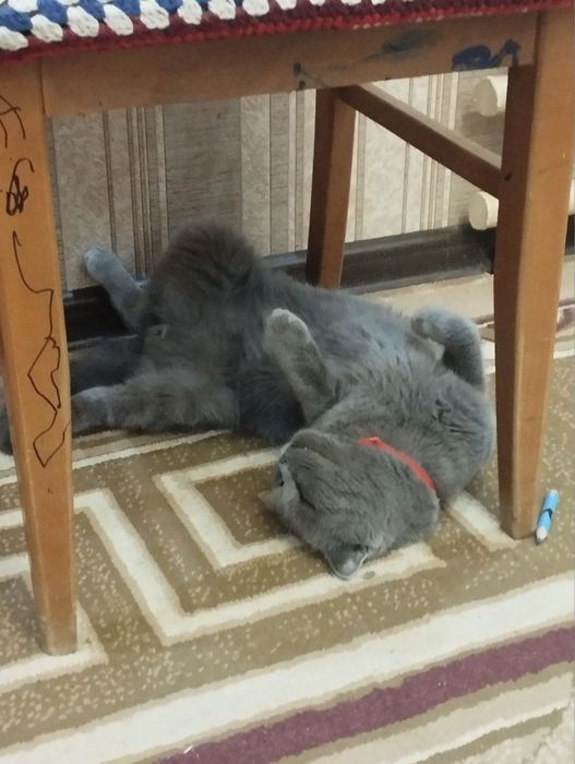 Скотш фолд срочна