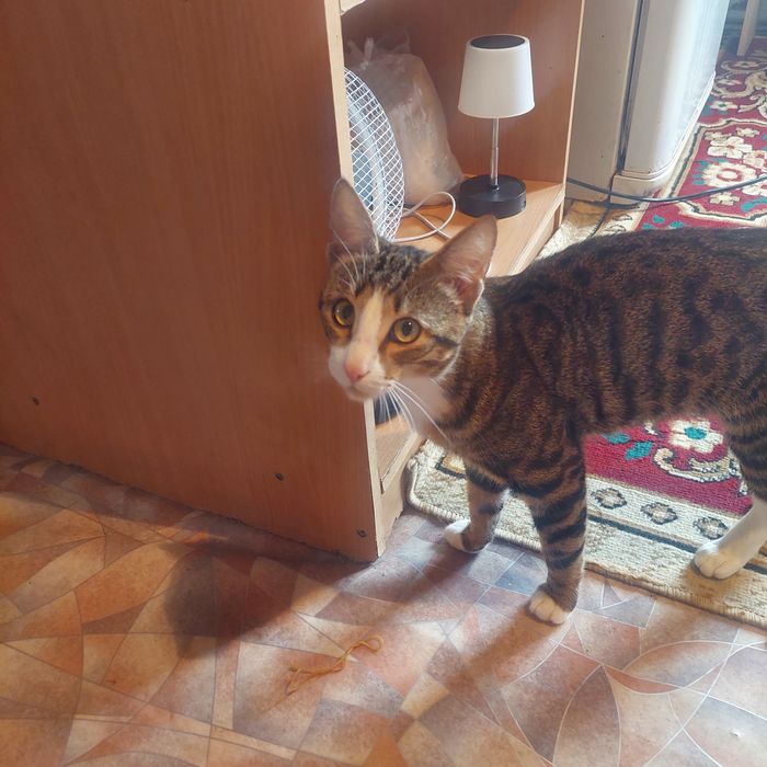 Отдам кота в добрые руки