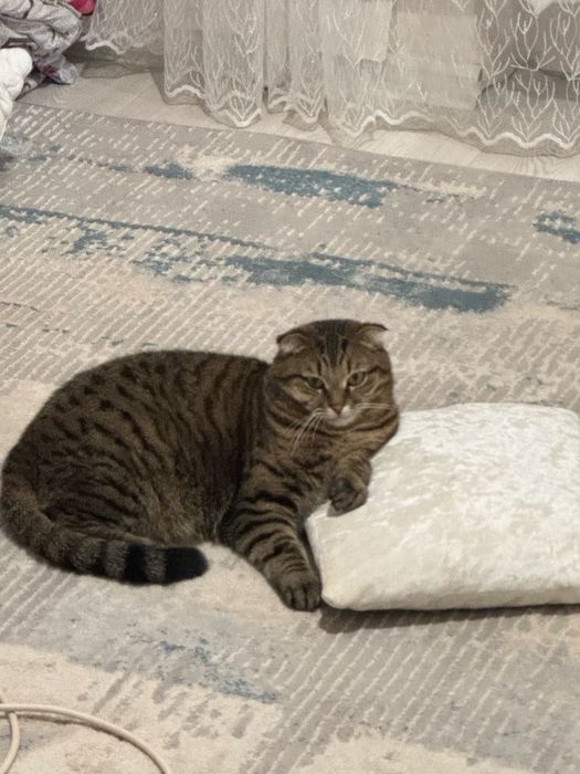 Отдам кошку в добрые руки