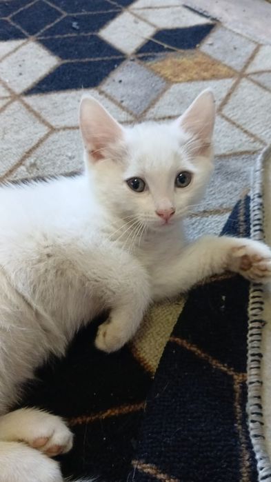 Отдам котят даром