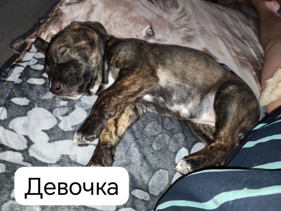 Отдаём щенков стафорда в добрые руки