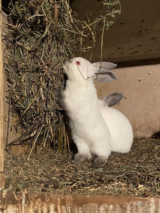 Californian rasa pura