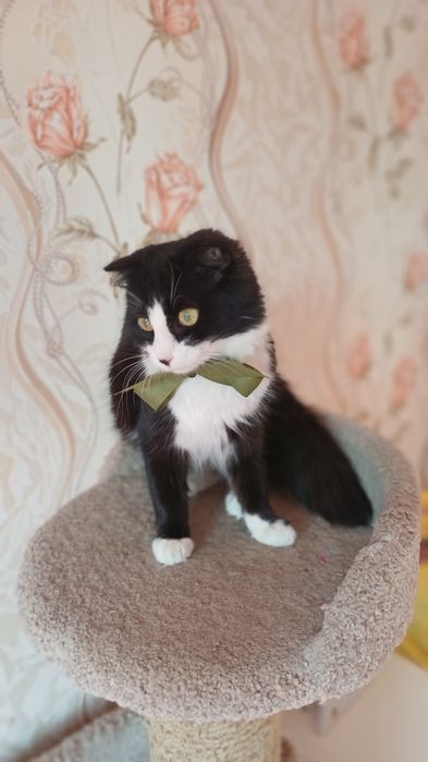 Котёнок в добрые руки!