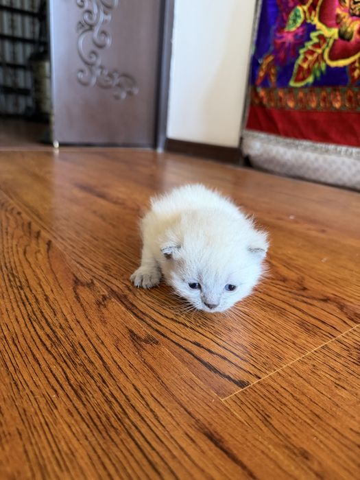 Продаются котята!