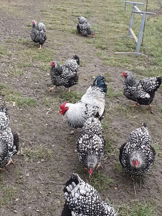 Ouă pt incubat  rasa Wyandotte