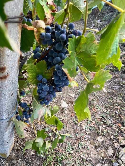 Продажба на грозде