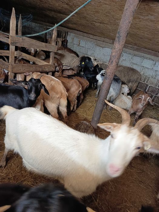 Capra stearpă pt pastrama