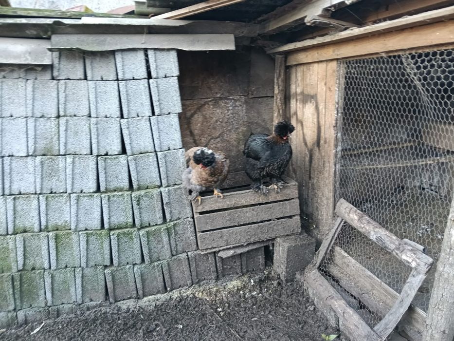 Oua pentru incubat motate barboase si frezate