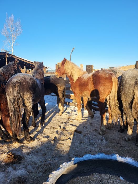 Жеребцы на племя
