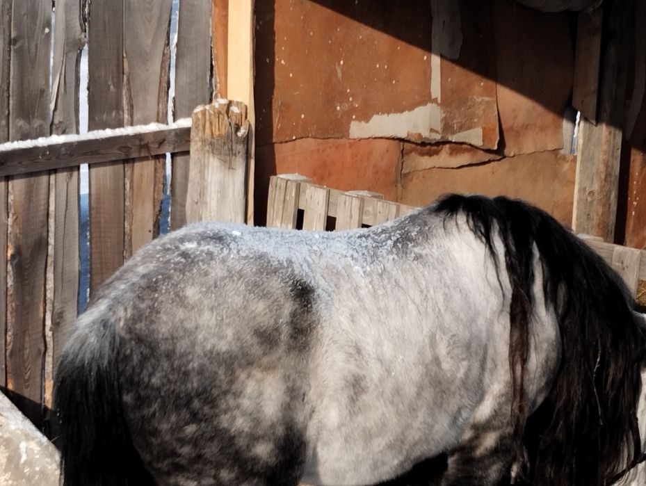 Продам жеребца 730000