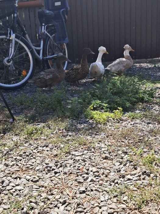Rațe cu moț o familie  si o rața muta cu 12 rațe mici
