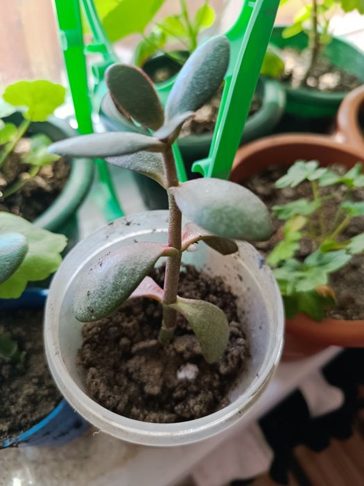 Денежное дерево отростки