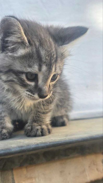 Отдам котят в хорошие руки