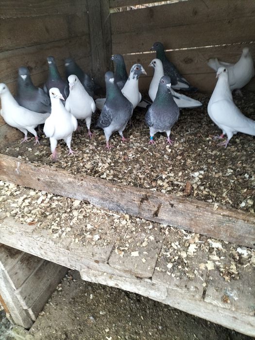 Vând porumbei voiajori (10lei/buc)sau schimb cu iepuri