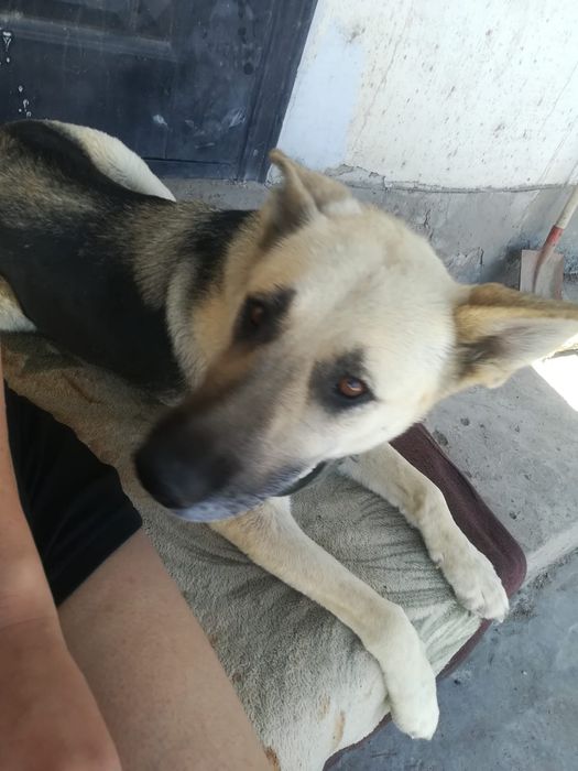 Продам щенят овчарки