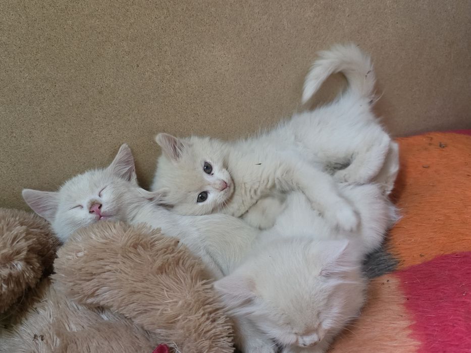 Коте на 2 месеца  Турска ангорска