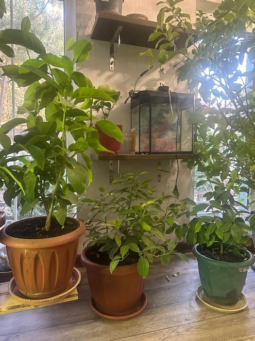 Лимоны Павловские