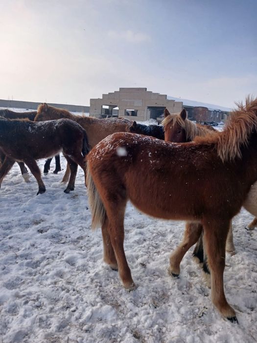 50 голов лошадей