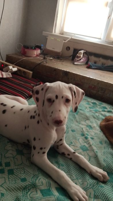 Долматиночка щенок нежная