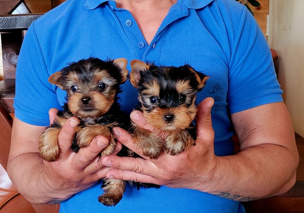 Мини Йоркширски териер